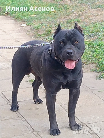 Зевс за разплод, снимка 2 - Търси партньор - 53830543