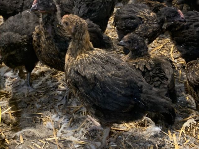 Ярки Пилета, снимка 9 - Кокошки и пуйки - 46343207