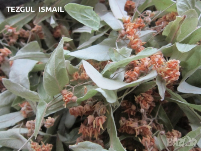 Липа сух цвят