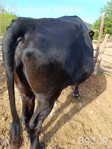 Крава, снимка 1