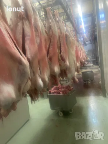 Продавам кланични агнета с тегло 14-20кг. , снимка 6 - Овце - 49685370