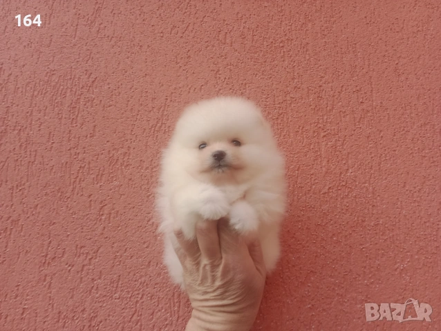 Померани. Момиче и момче. Реални снимки от 08.02.26 г, снимка 6 - Померан - 53316084