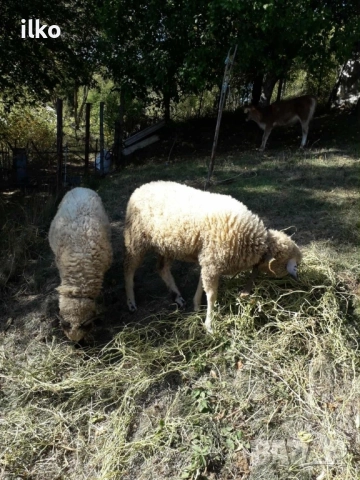 продавам две шилета 