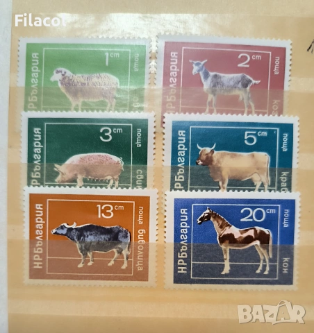 България 1974 г. Домашни животни
