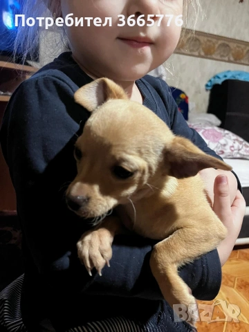 Мини пинчер родена на 10.10.2025