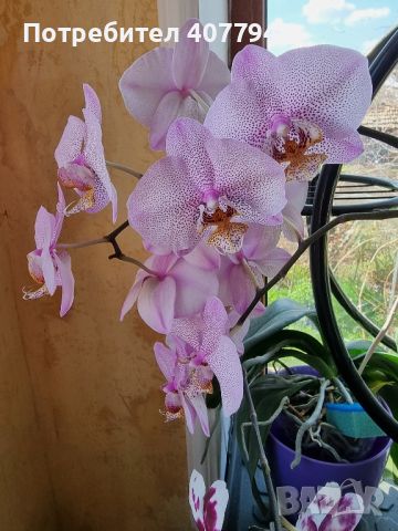 Продавам коллекция орхидеи!!!, снимка 6 - Стайни растения - 45529649