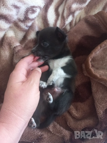 чихупинчери, снимка 3 - Чихуахуа - 53137310