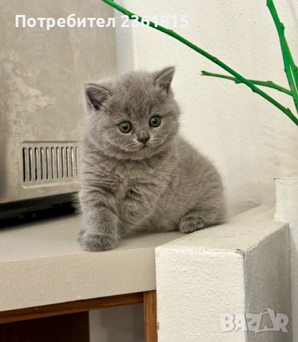 Чистокръвни сини британчета, снимка 9 - Британска късокосместа - 52651148