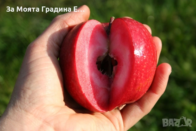 Ябълка - Red Love sirena, снимка 8 - Градински цветя и растения - 53620152