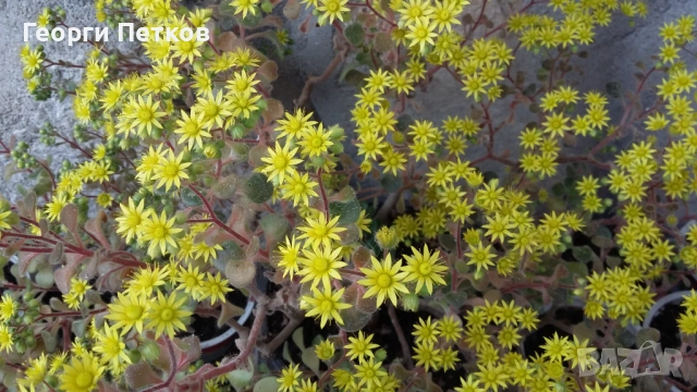 Айхризон ( Дървото на Парите), снимка 6 - Стайни растения - 52797810