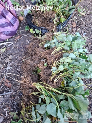 Ягоди сорт Флоренция, снимка 2 - Разсади - 52894110