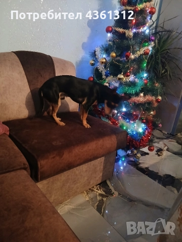 продавам, снимка 2 - Пинчер - 52631421