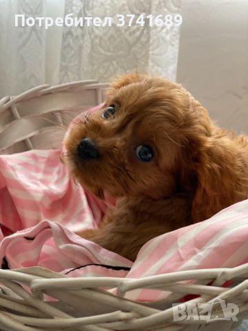 Cavapoo кученца, снимка 4 - Други - 45958953