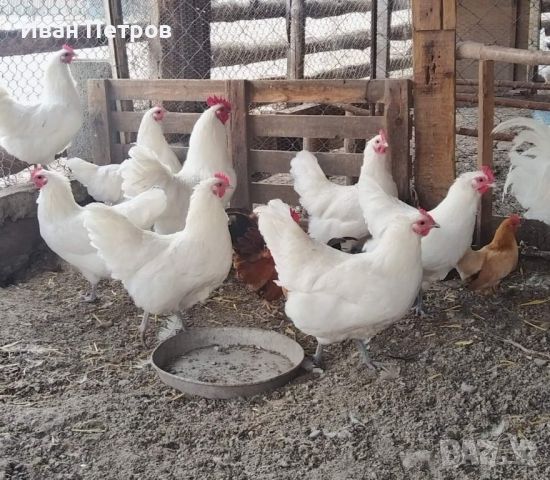 Продавам пилета бял австралорп, снимка 3 - други­ - 45082327