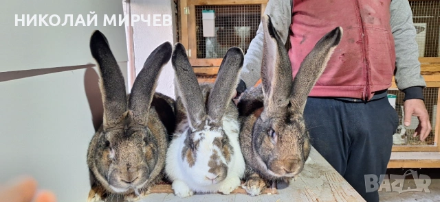 Белгийски великани, снимка 18 - Други животни - 36530605