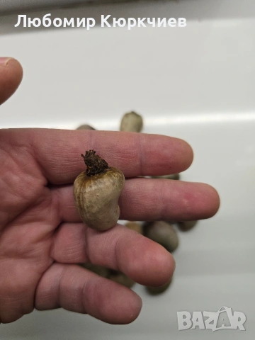 Кашу ядки за садене , снимка 4 - Сортови семена и луковици - 53261713