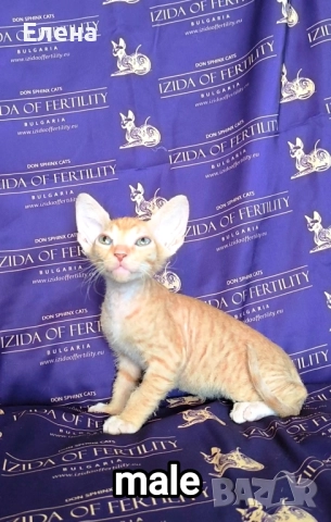 Донски сфинкс с родословие, снимка 4 - Сфинксове - 52185858