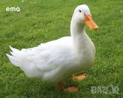 Търся работа Спешно КАТО ШЕФ НА Паткарник