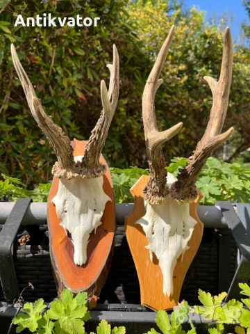 Трофеи сръндак, лов и риболов, снимка 5 - Екипировка - 54239520