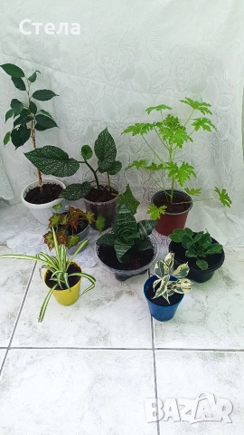 комплект цветя, Аглаонема, Бенджамин и други стайни растения 