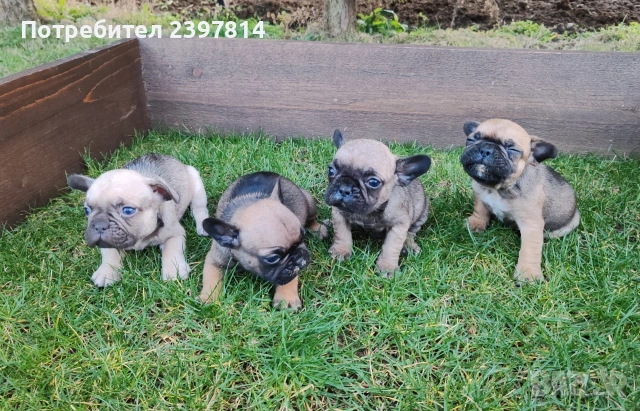Френски булдог , снимка 9 - Френски булдог - 53832556