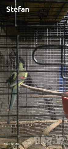 Планински папагал