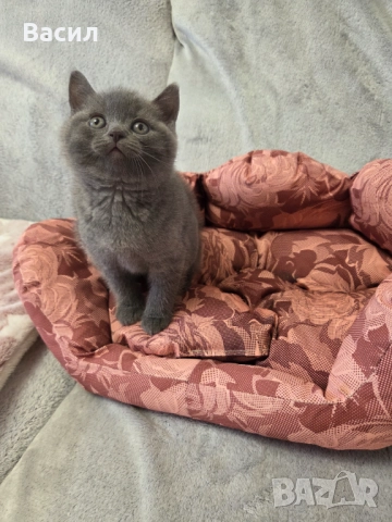 Продавам британски късокосмести котета, снимка 7 - Британска късокосместа - 46684108