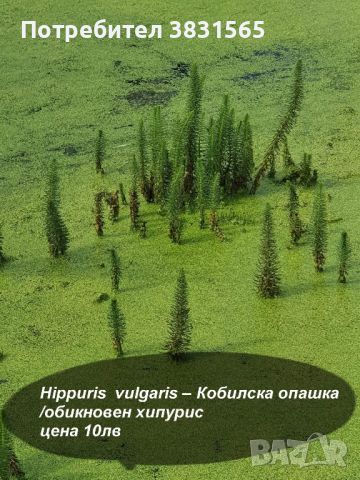 Водни лилии и водни растемия, снимка 18 - Градински цветя и растения - 45775201