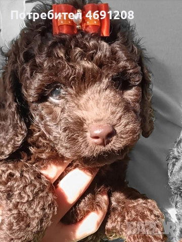 Пудел мини шоколад