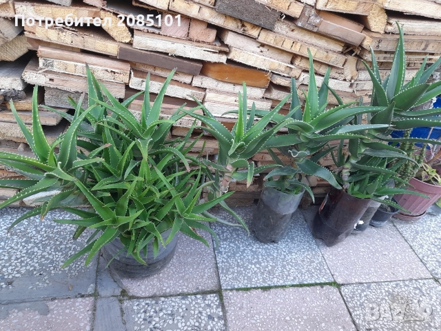 Алое вера, снимка 2 - Стайни растения - 42348394