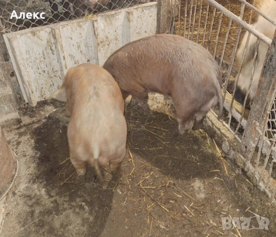 2 нерезчета по 60 кг, снимка 2 - Прасета - 53478332