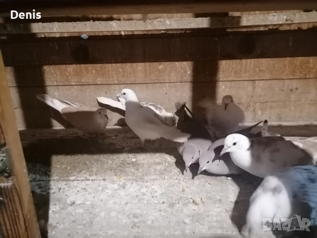 Гугутки смеещисе , снимка 6 - Гълъби - 52597513