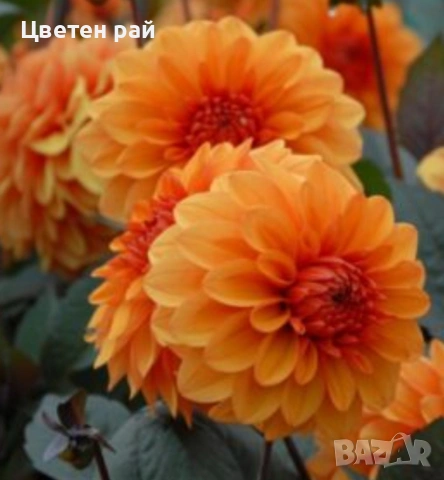 Грудки на няколко цвята далии , снимка 3 - Градински цветя и растения - 53770861