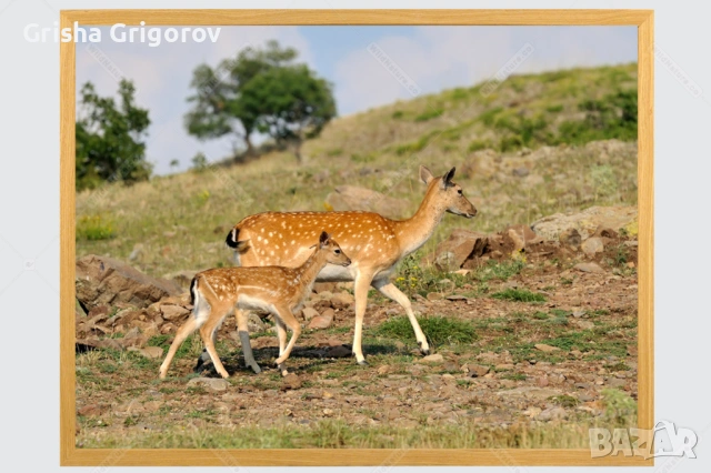 Фотокартина с елен лопатар