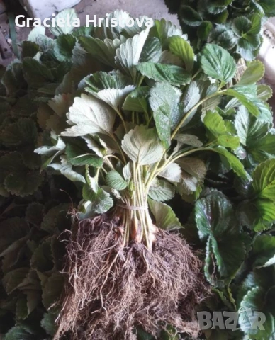 Продавам качествен разсад ягоди тел 0887 488 357 , снимка 4 - Градински цветя и растения - 53465590