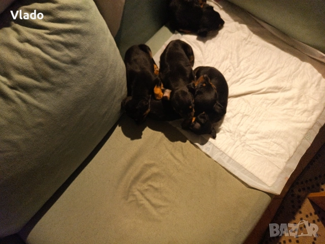 Пинчери ваксинирани с паспорти от 10.02.26г., снимка 2 - Пинчер - 53431751