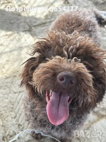 Лагото на 8 месеца научена да търси и прави апорт.Търси ново семейство!, снимка 2 - Други - 50008473