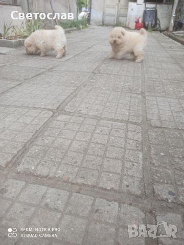 Продавам бяло кученцеЧау Чау, снимка 7 - Чау Чау - 45335121