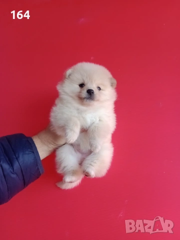 Прекрасен избор на Померанчета. Мъжки и женски Померани. Реални снимки от 12.01.26 г., снимка 12 - Померан - 53027724