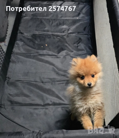 Померански шпиц , снимка 11 - Померан - 52679788