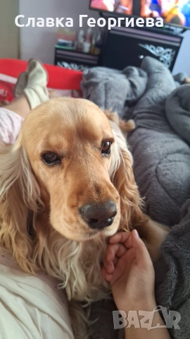 Английски Кокер шпаньол , снимка 4 - Търси партньор - 53963879