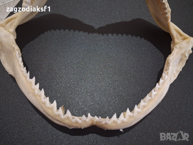 Челюст от "БИЧА АКУЛА" 100% Истинска Челюст 2, снимка 4 - Колекции - 52800215