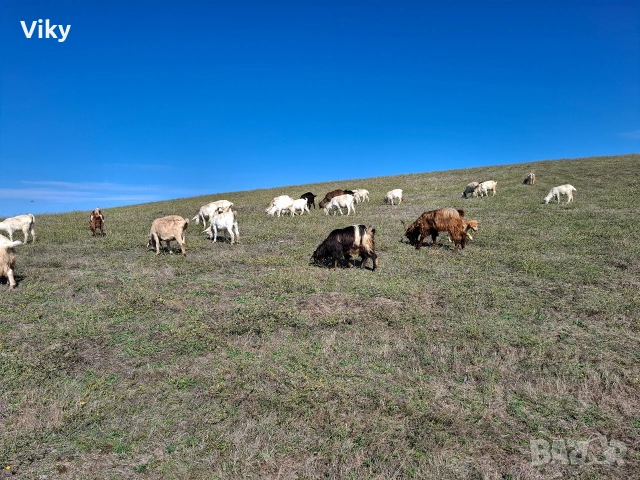 натурално козе мляко, снимка 11 - Кози - 54155661