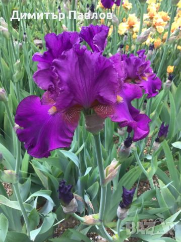 Перуника,ирис - различни цветове високи ароматни, снимка 9 - Градински цветя и растения - 37148734