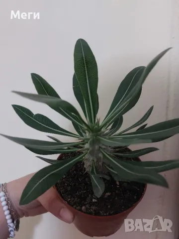 Продавам мадагаскарска палма (pachypodium horombense), снимка 1 - Други - 47995393