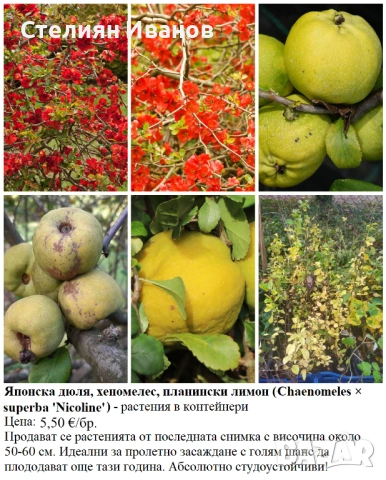 ПЛОДНИ ХРАСТИ В КОНТЕЙНЕРИ, снимка 8 - Градински цветя и растения - 53447504