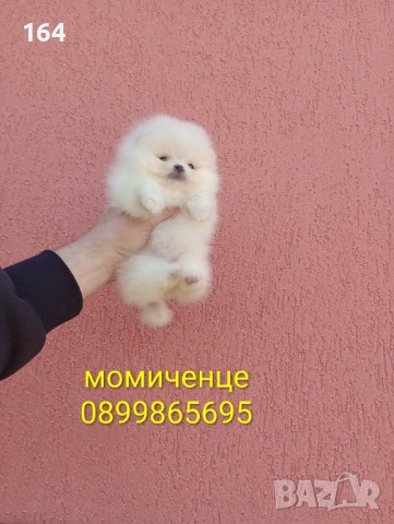 Миниатюрно мини момиче. Мини Померан. Реални снимки от 11.03.26г. , снимка 8 - Померан - 53794566