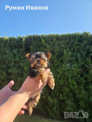 Съкровища малки, снимка 2 - Йоркширски териер - 53864715