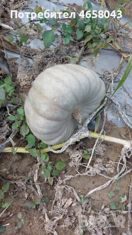 Тикви от производител, снимка 2 - Домашни продукти - 52505267