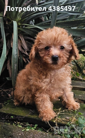 Кученца Пудел мъжко и женско , снимка 2 - Пудели - 53232379